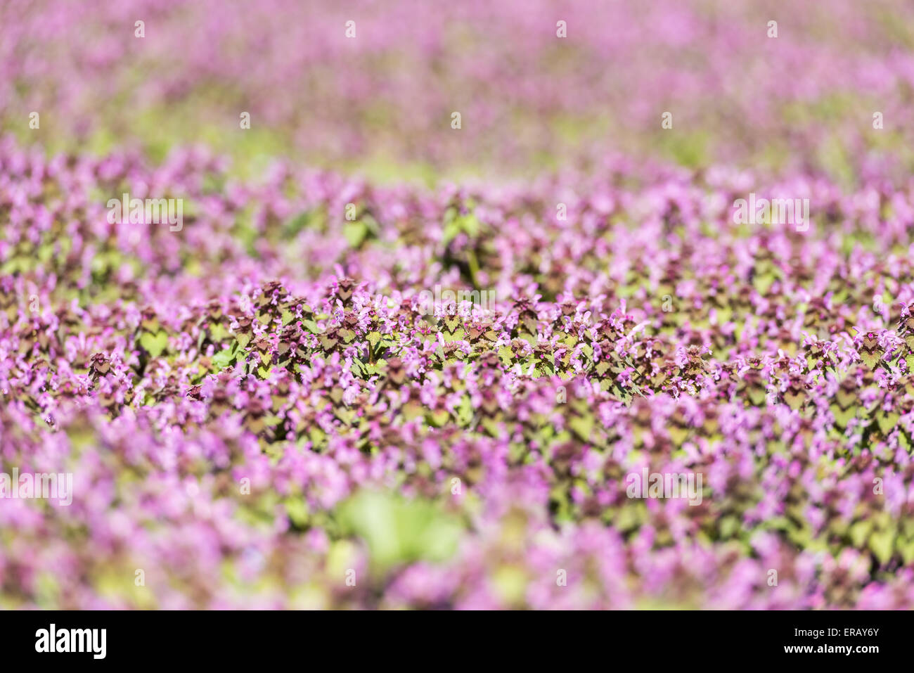 Purple Spring Flowers Field Blossom In Spring Stock Photo - Alamy