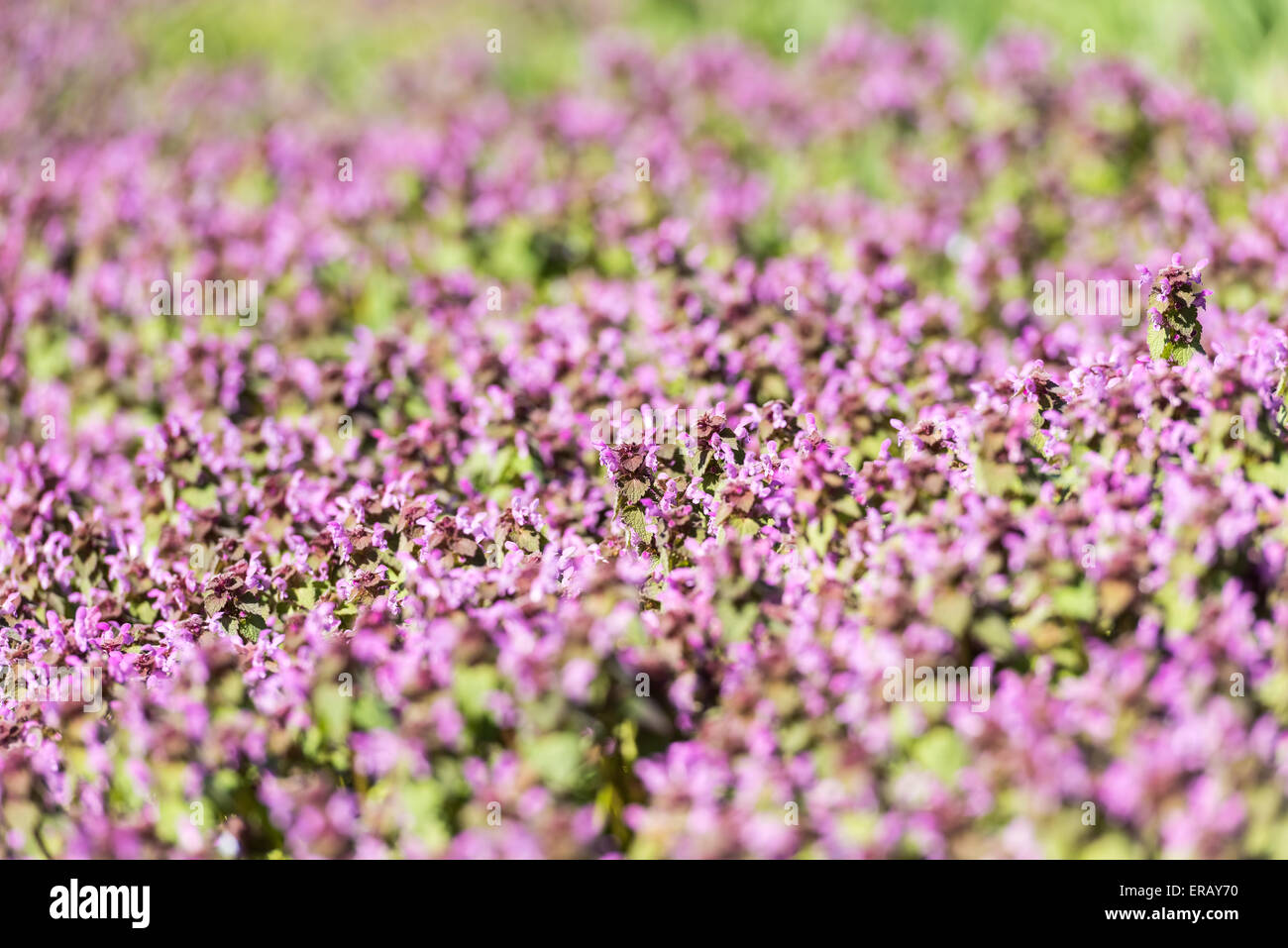 Purple Spring Flowers Field Blossom In Spring Stock Photo - Alamy