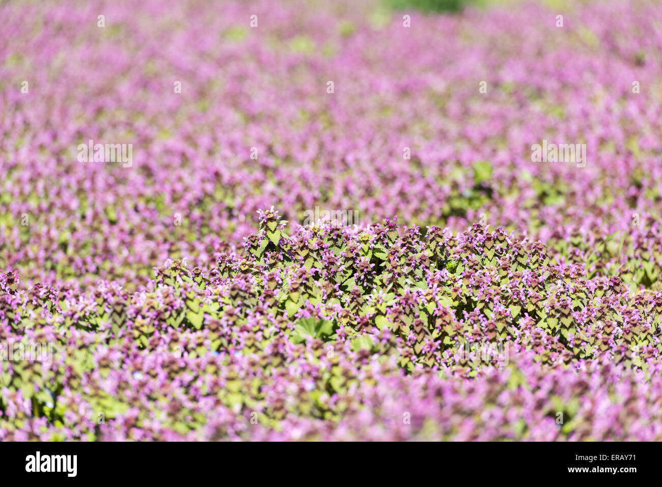 Purple Spring Flowers Field Blossom In Spring Stock Photo - Alamy