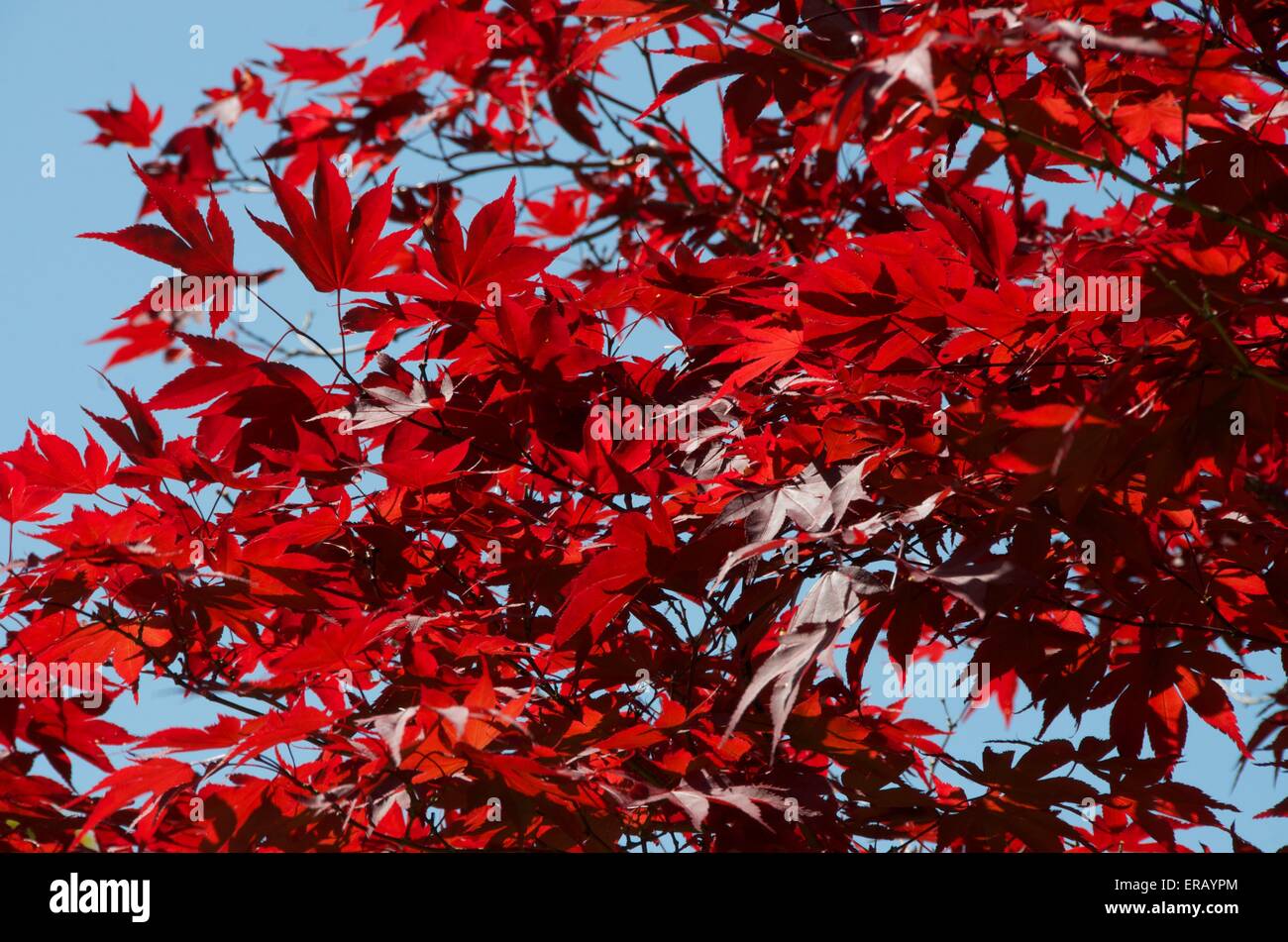 Red maple leaves accentuated by a clear, blue sky Stock Photo - Alamy
