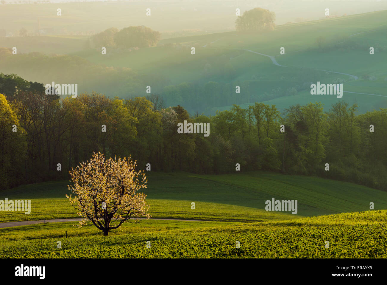 Spring morning in the Swiss countryside near Zeglingen, canton Basel-Country, Switzerland. Stock Photo