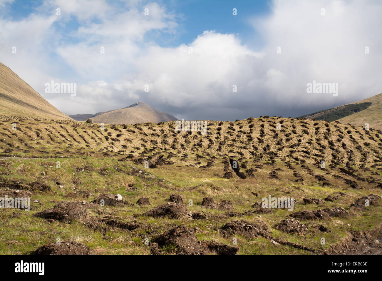 Tree Mounding in the Scottish Highlands - mounds of earth dug in preparation for planting tree saplings Stock Photo