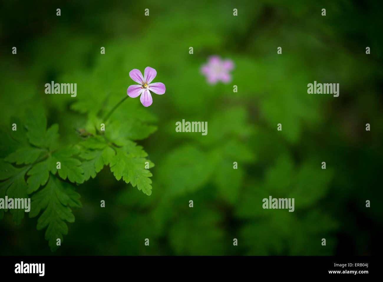 Tiny pink flowers of a Geranium Robertianum plant with deep green leaves. Stock Photo