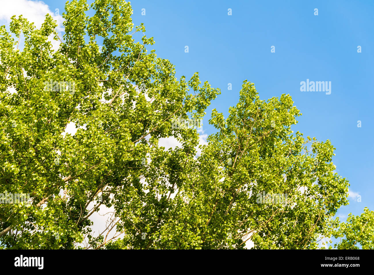 Tree With Fresh Green Leaves On Blue Sky With White Clouds Background ...
