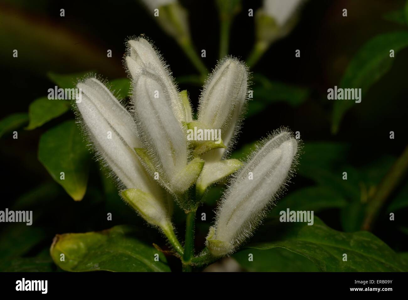 Whitfieldia elongata Stock Photo