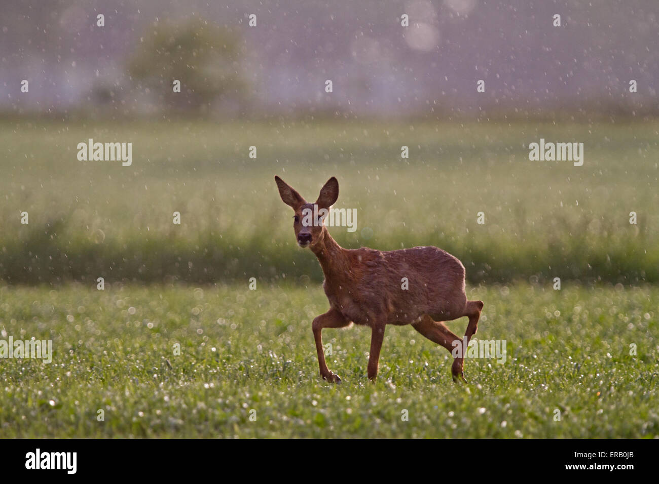 Doe roe deer female hi-res stock photography and images - Alamy