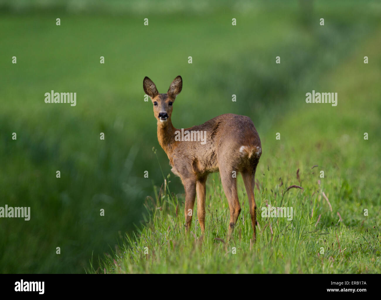 Roe deer female standing in hi-res stock photography and images - Alamy