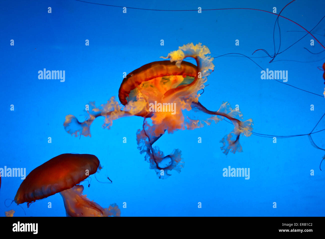 Amazingly beautiful marine organisms of the world jellyfish - Scyphozoa. Stock Photo
