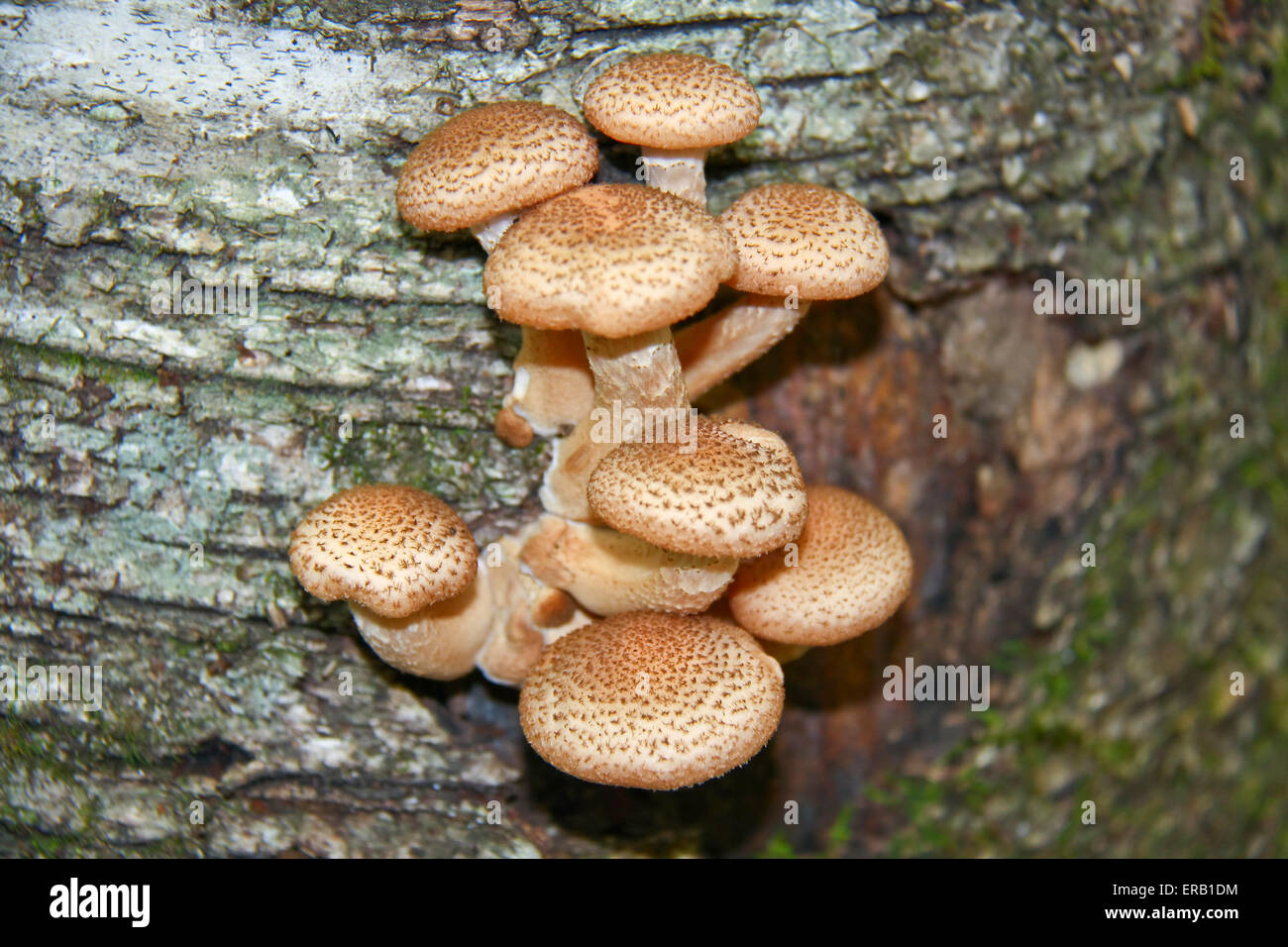 Young edible mushrooms - Armillariella mellea. Stock Photo