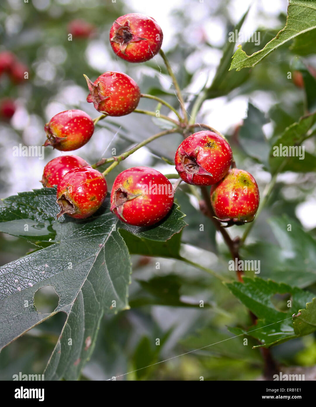 Hawthorn blood hi-res stock photography and images - Alamy