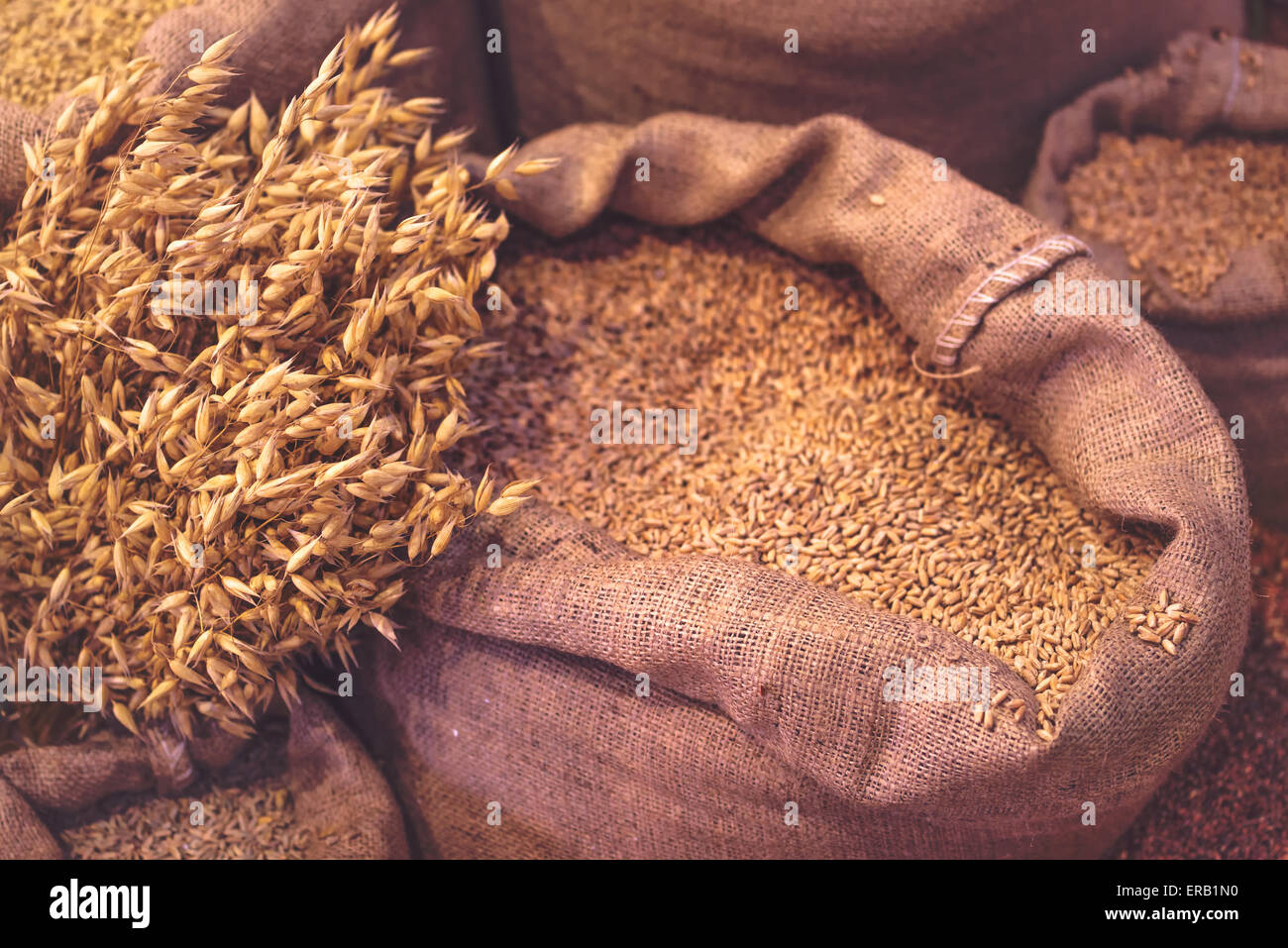 Ripe Oats and Sacks with Grain for Harvesting Season Background, Toned Image. Stock Photo
