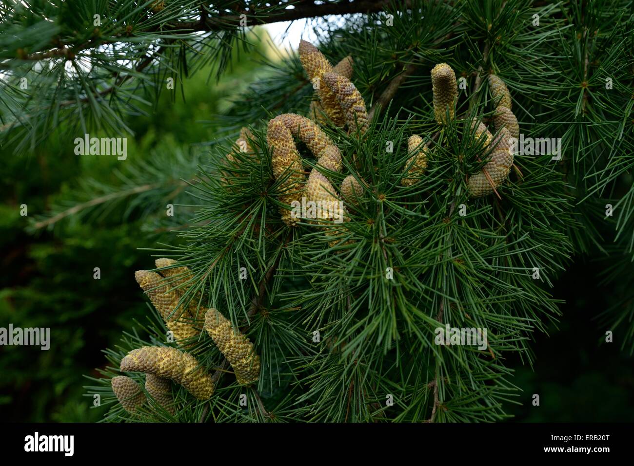 Pine tree branch with pine cones Stock Photo - Alamy