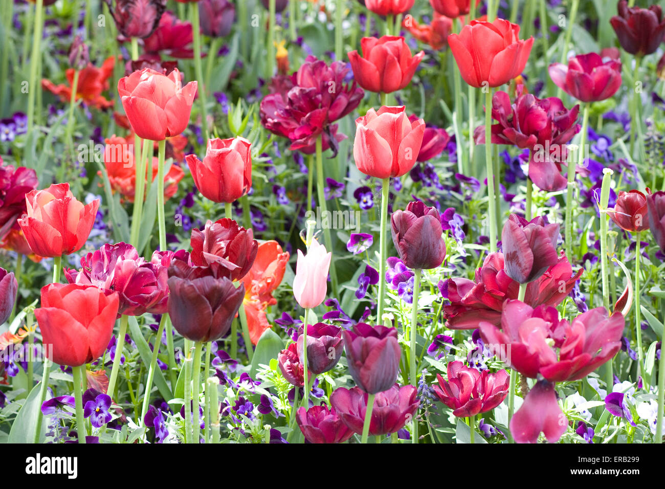 Field of Garden Tulips in Amsterdam Holland Stock Photo
