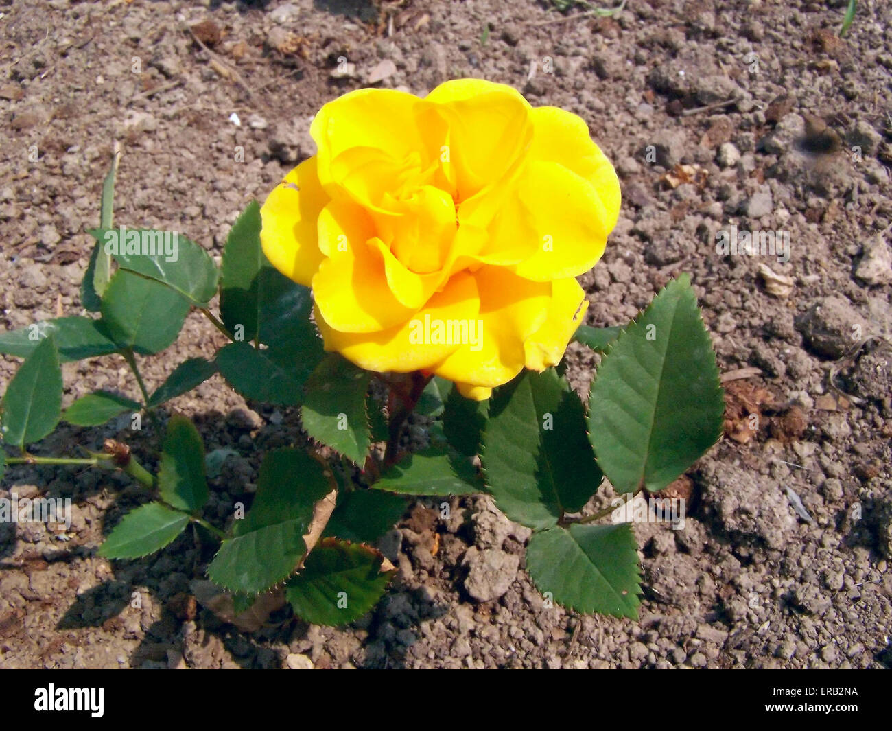 Beautiful, romantic rose flower - Rosaceae Stock Photo