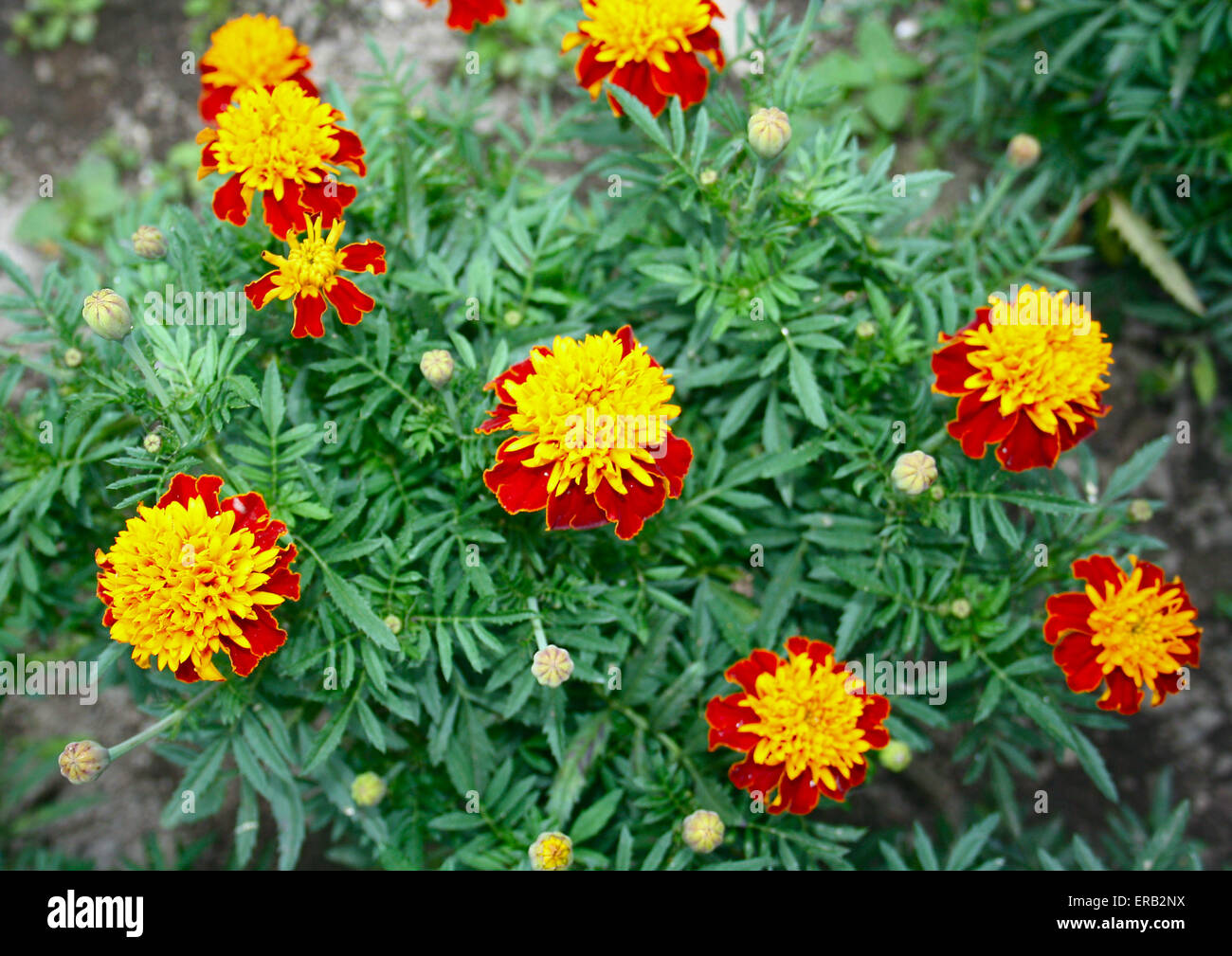 Beautiful autumn flowers - Tagetes patula L. Stock Photo