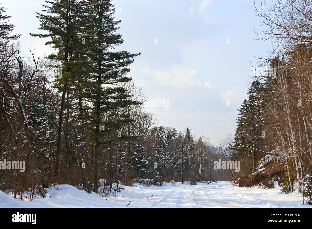 A dirt road in the winter forest Stock Photo - Alamy