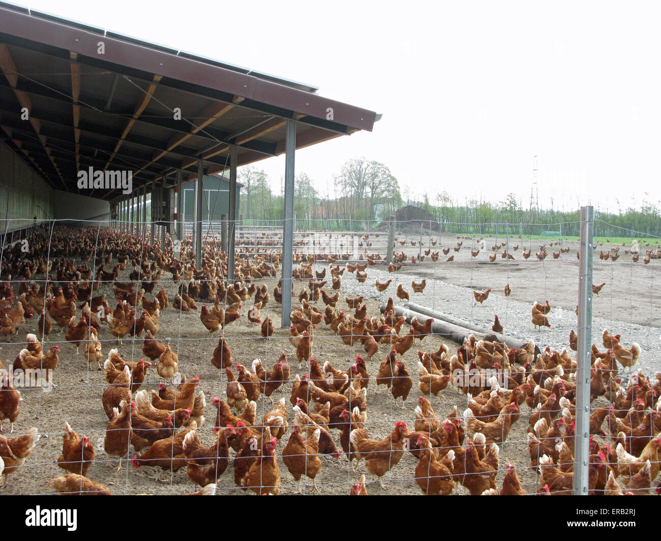 Free range chicken moving in a larger area without restriction Stock Photo