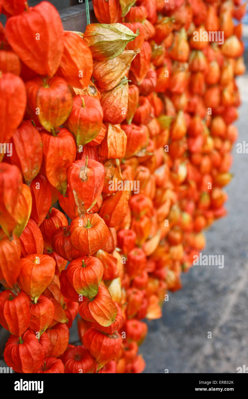 Plant Physalis alkekengi L. - 'Chinese lanterns' Stock Photo