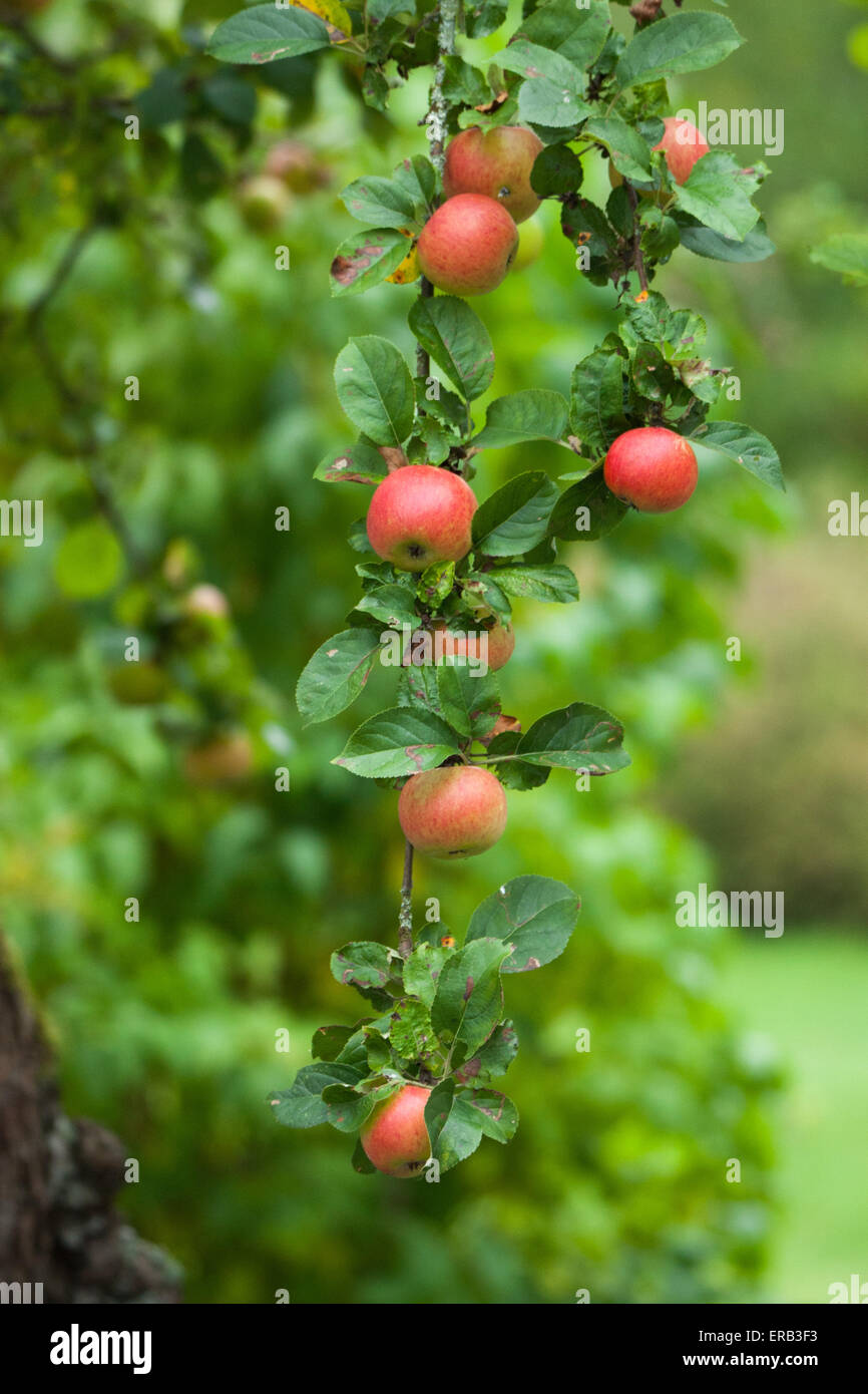 Apples growing on the tree Stock Photo - Alamy