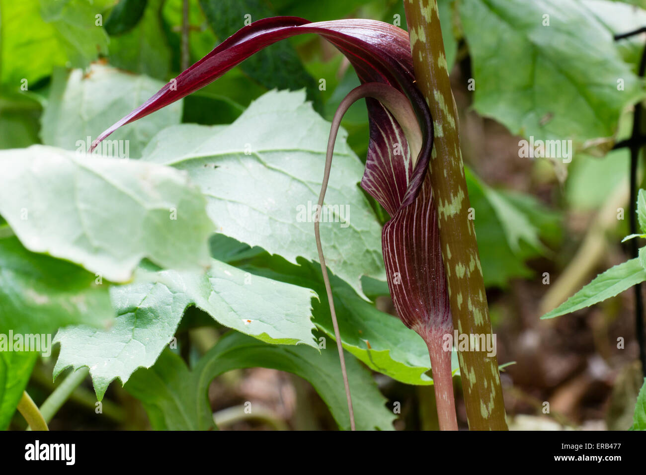 Striped spathe and elongated spadix contrast with the blotched stem of Arisaema speciosa Stock Photo