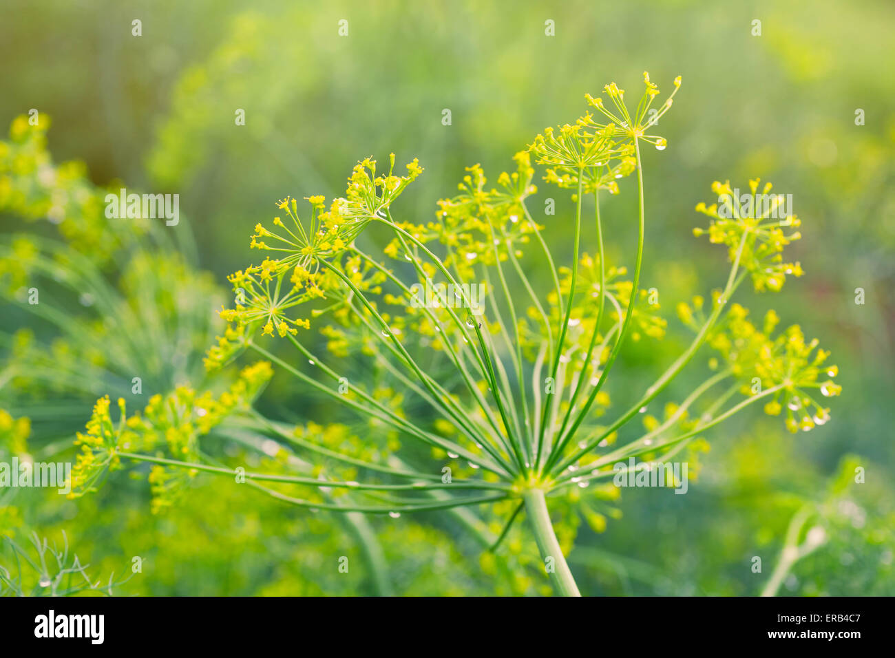 Dill plant hires stock photography and images Alamy