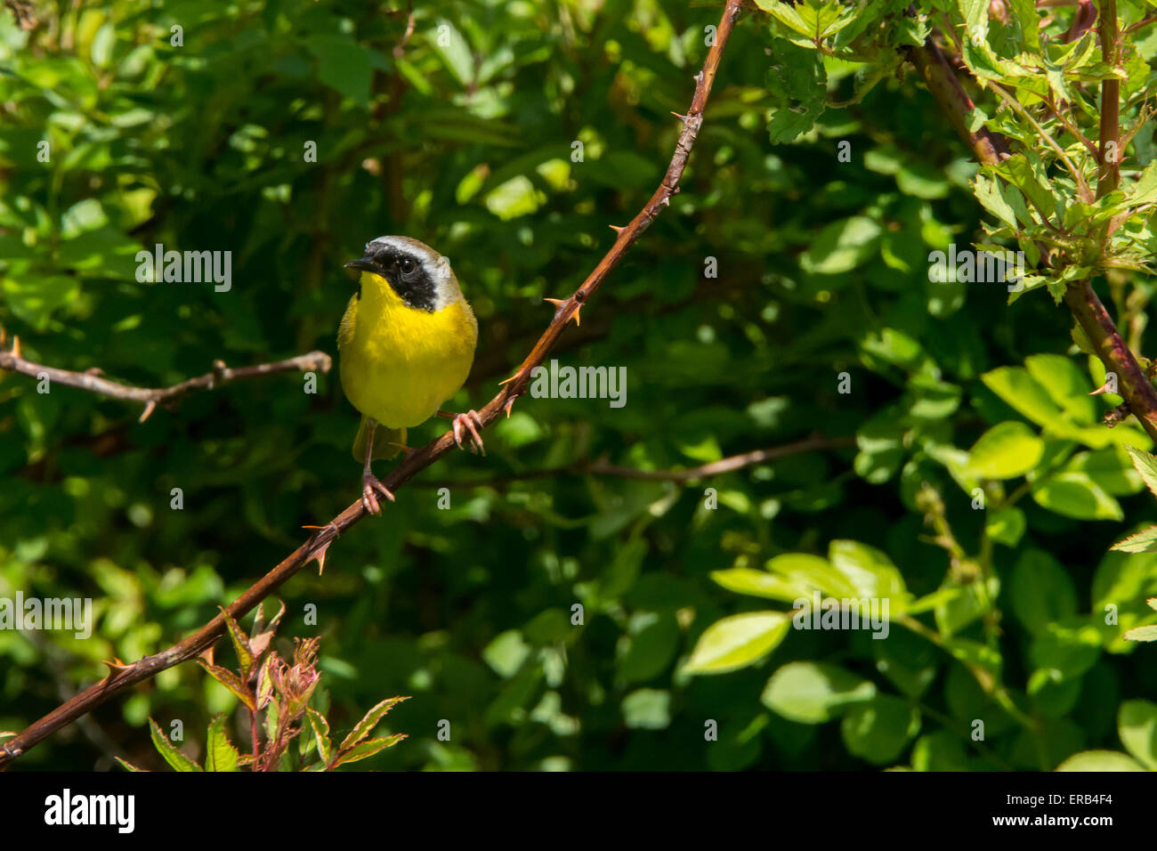 Common Yellowthroat Stock Photo