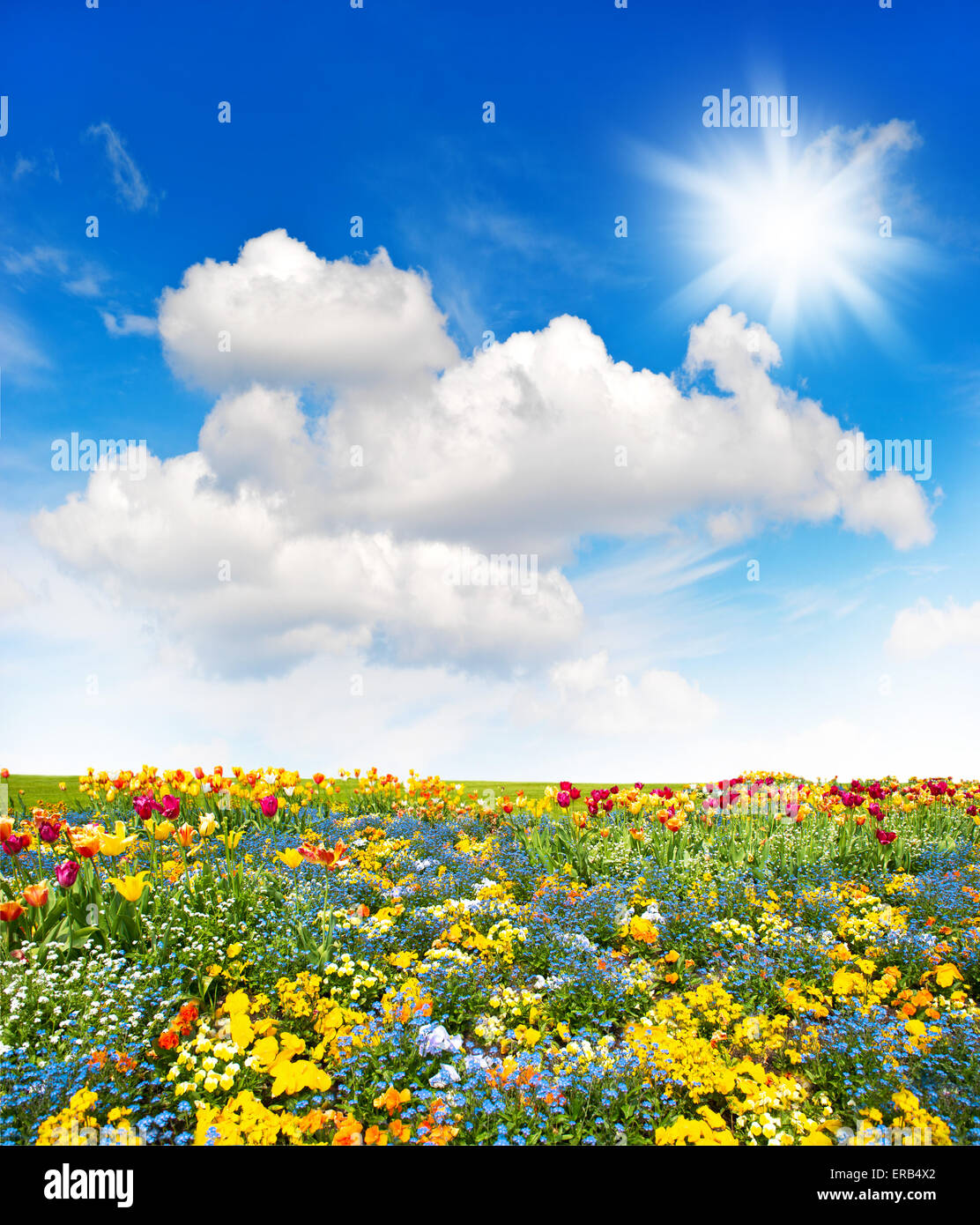 Flower meadow and green grass field over cloudy blue sky. Spring ...