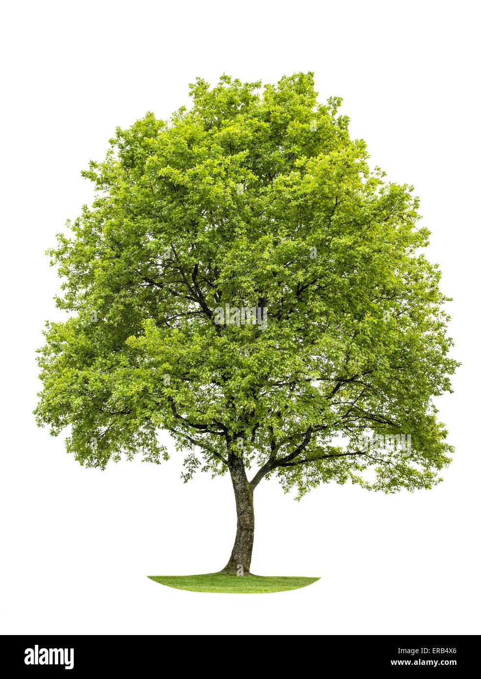 Green young oak tree isolated on white background. Nature object Stock Photo