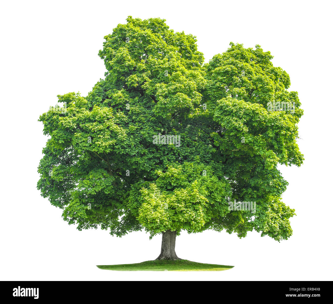Green maple tree isolated on white background. Nature object Stock Photo -  Alamy