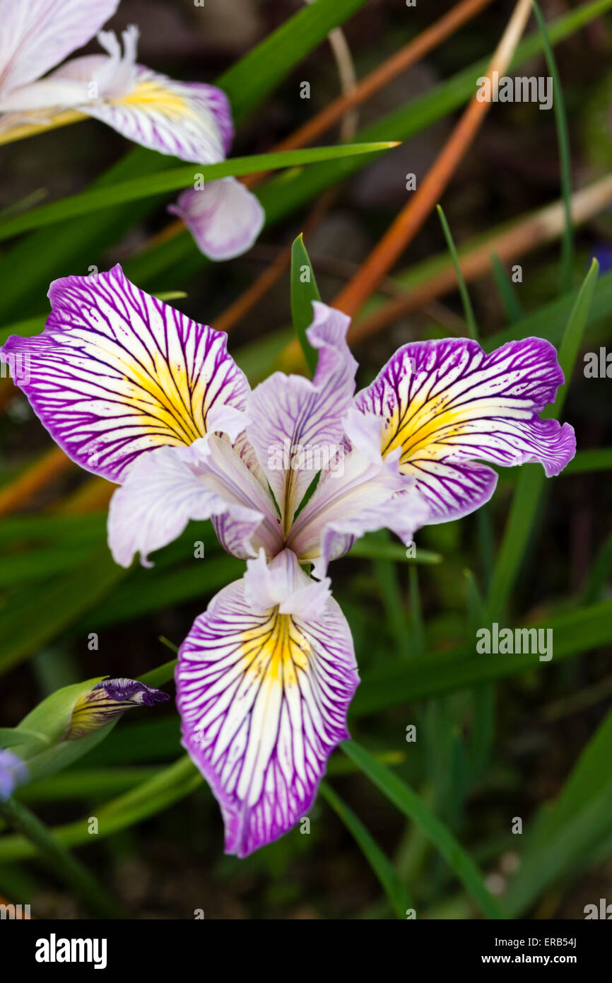 Californian or Pacific Coast hybrid Iris seedling Stock Photo