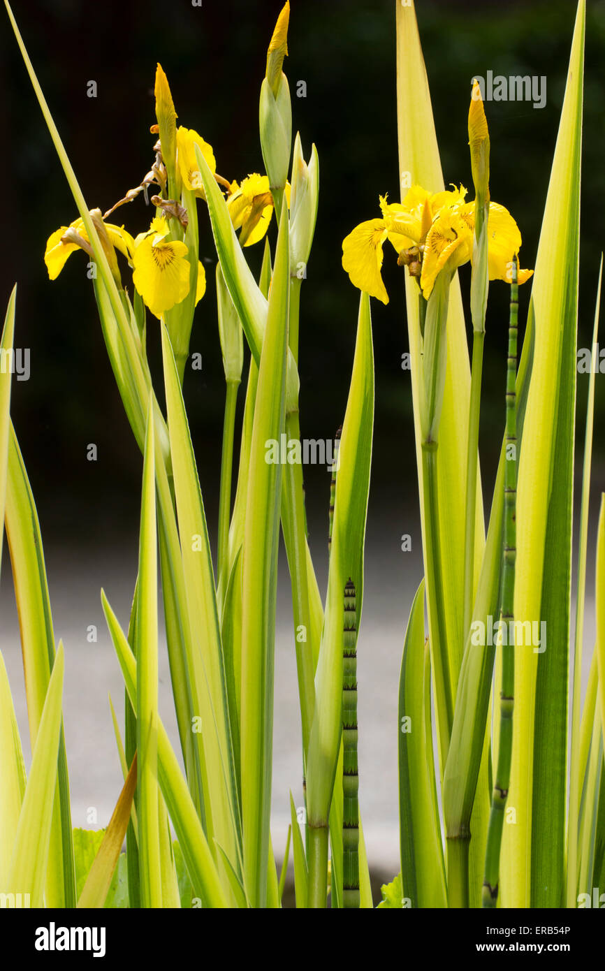 Yellow striped foliage of Iris pseudacorus 'Variegata' is most prominent in spring. Stock Photo