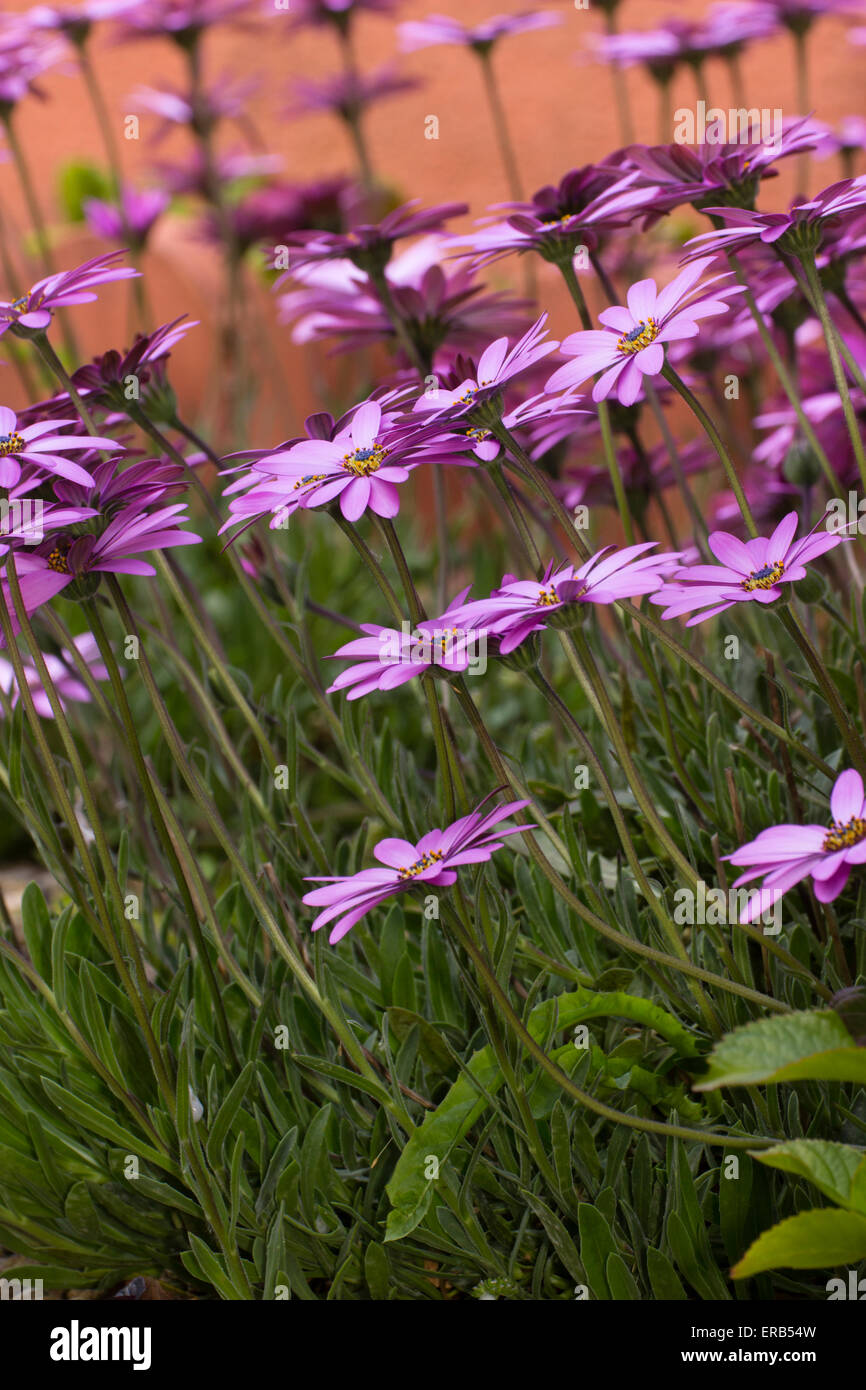 Pink flowers of the half hardy Cape daisy, Osteospermum jucundum, in a Plymouth garden Stock Photo