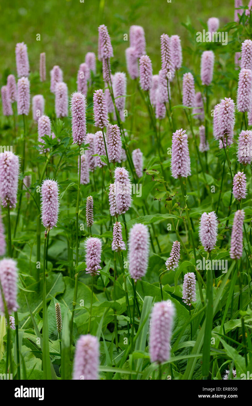 Selectively focused shot of the middle of a patch of the long flowering Persicaria bistorta 'Superba' Stock Photo