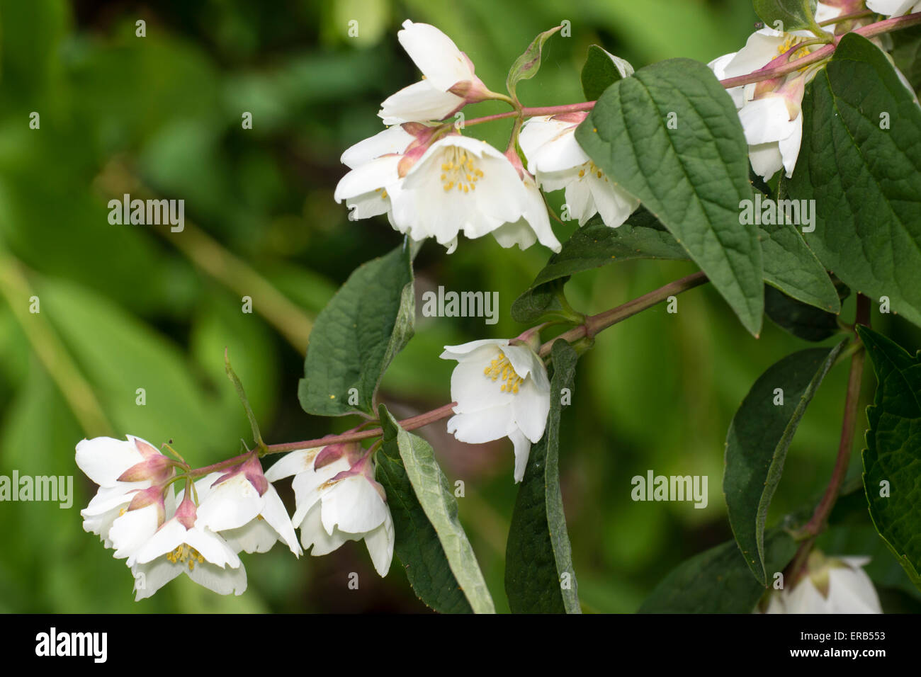 Scented early summer flowers of the hardy shrub, Philadelphus purpurascens Stock Photo