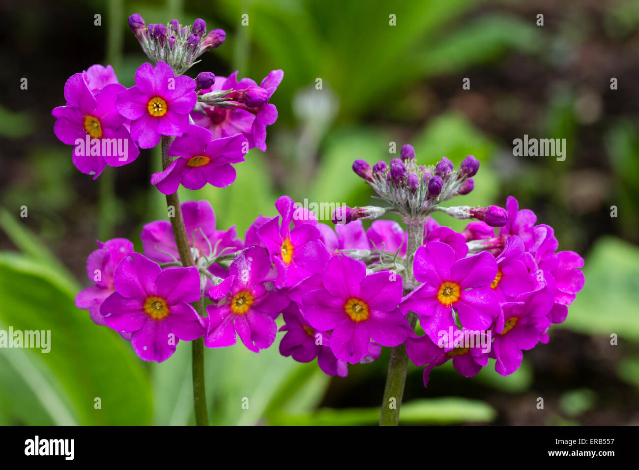 Whorls of pink flowers of the candelabra primula, Primula x bulleesiana Stock Photo
