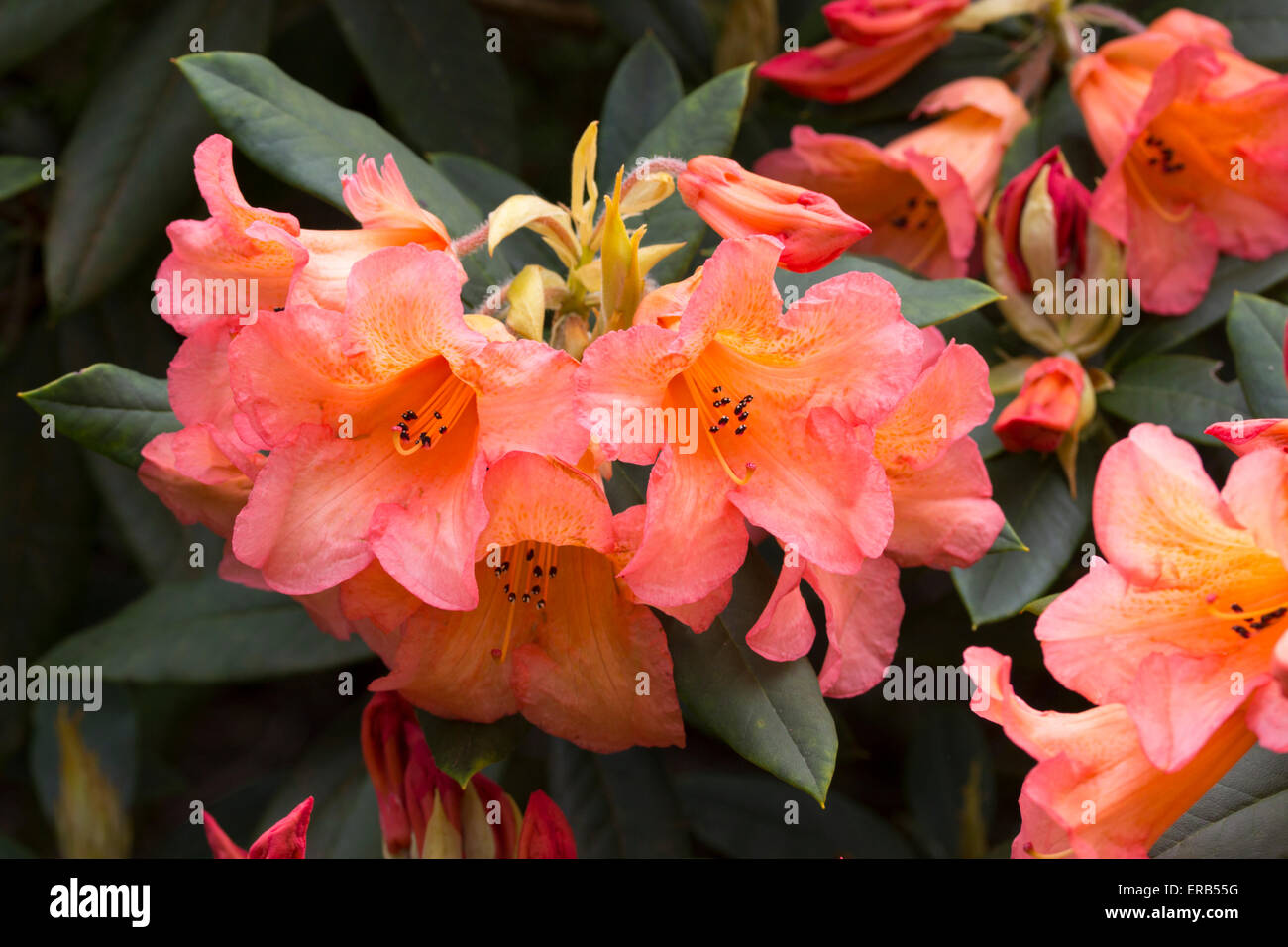 rhododendron sunfire Rhododendron Fire Rim 2gal  Cornell Farm