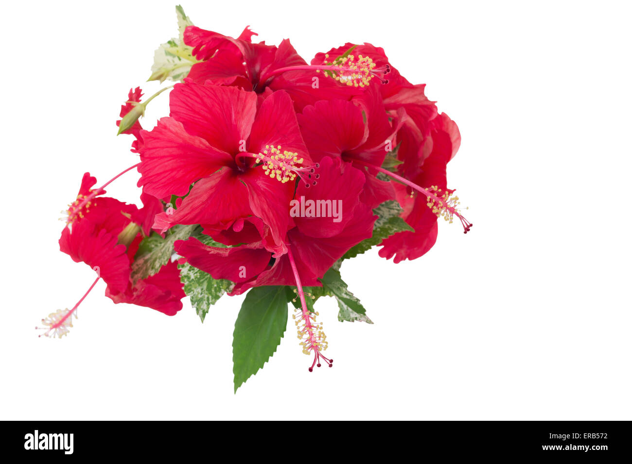 Chinese hibiscus or China rose, isolated on white background and clipping path Stock Photo
