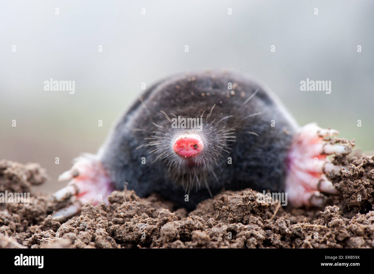 Common mole above ground, showing strong front feet used for digging runs underground. Talpa europaea. Stock Photo