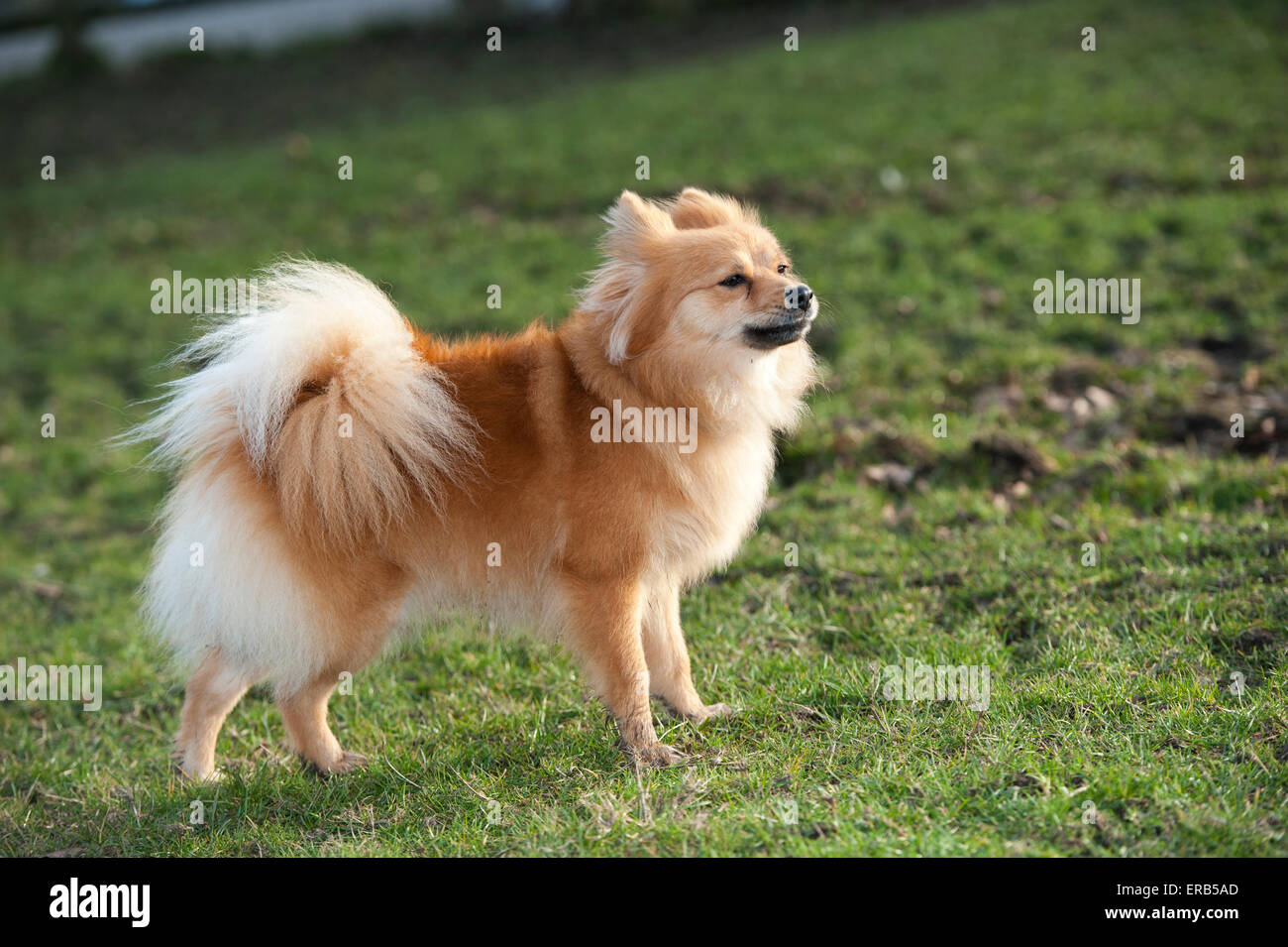 golden spitz dog