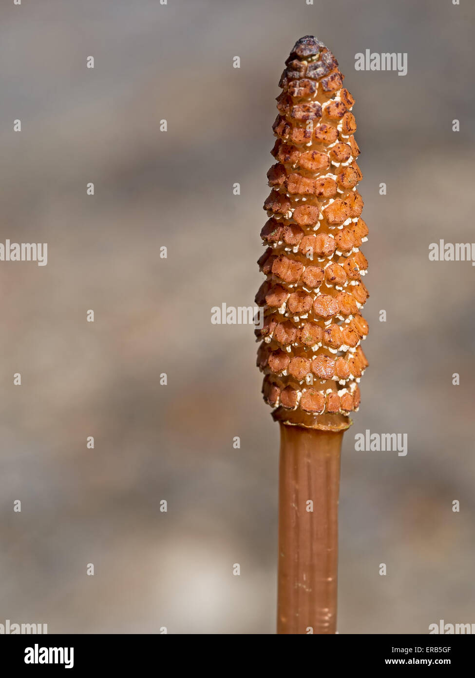 Living fossil. Equisetum, Horsetail in early spring. Stock Photo