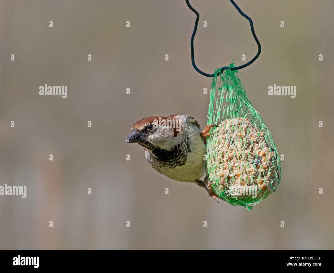Garden bird. Passer domesticus, house sparrow. Stock Photo