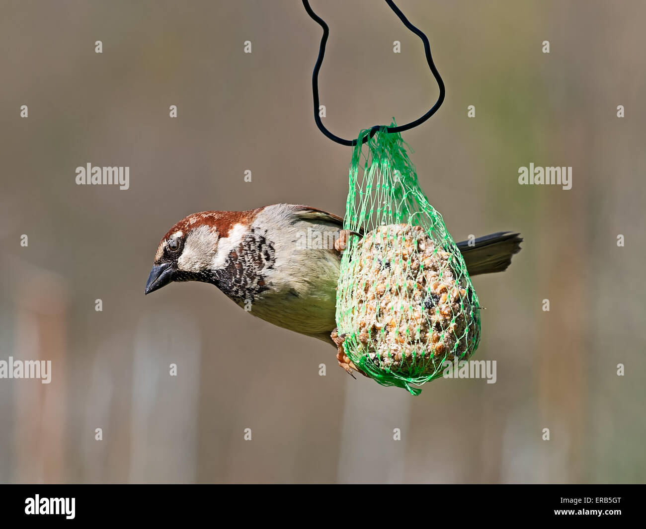 Acrobat Passer domesticus. Male house sparrow garden bird. Stock Photo