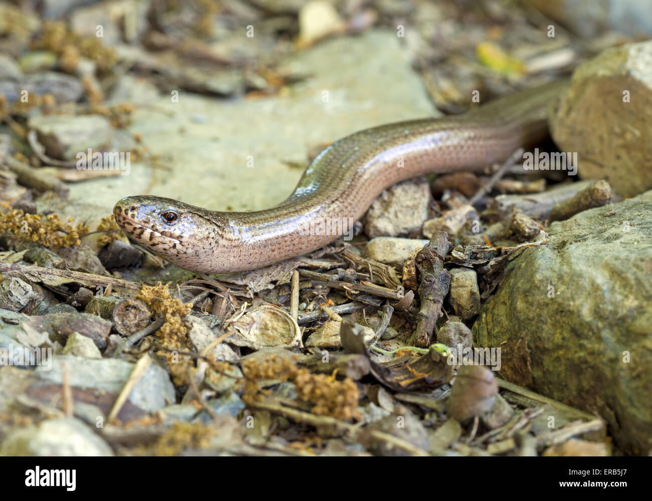 Anguis fragilis, or slow worm, slow-worm or slowworm, is a limbless reptile native to Eurasia. Stock Photo