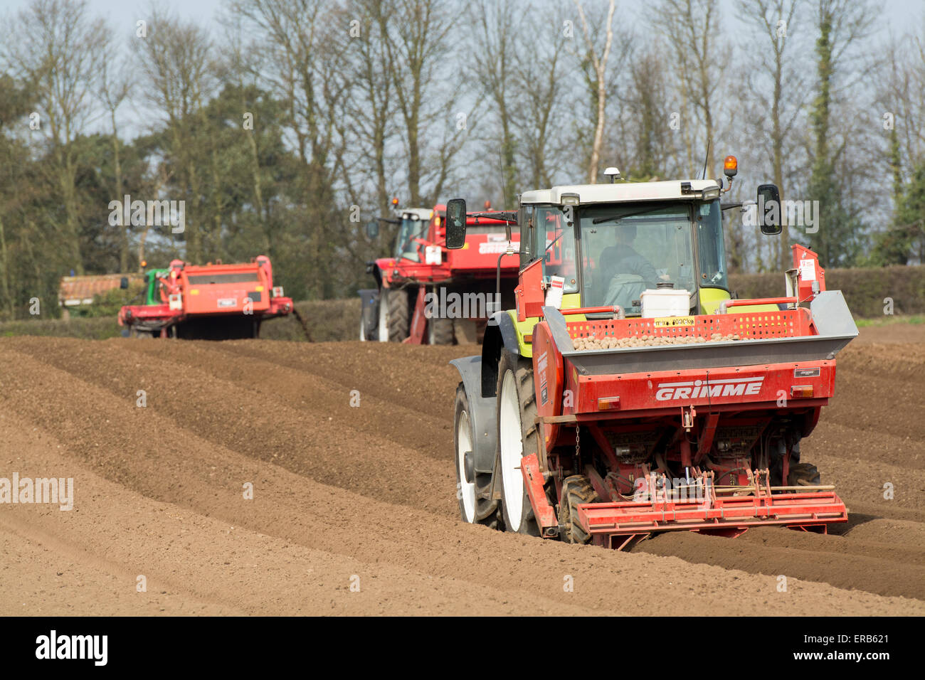 Planting seed potato in freshly prepared seed bed using a Grimme seed