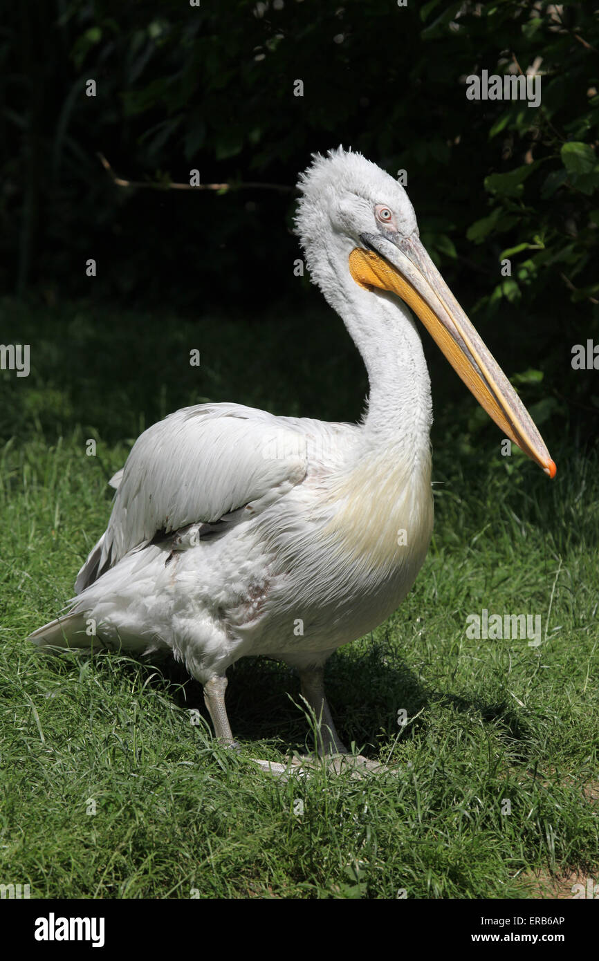 Dalmatian pelican (Pelecanus crispus) at Prague Zoo, Czech Republic. Stock Photo