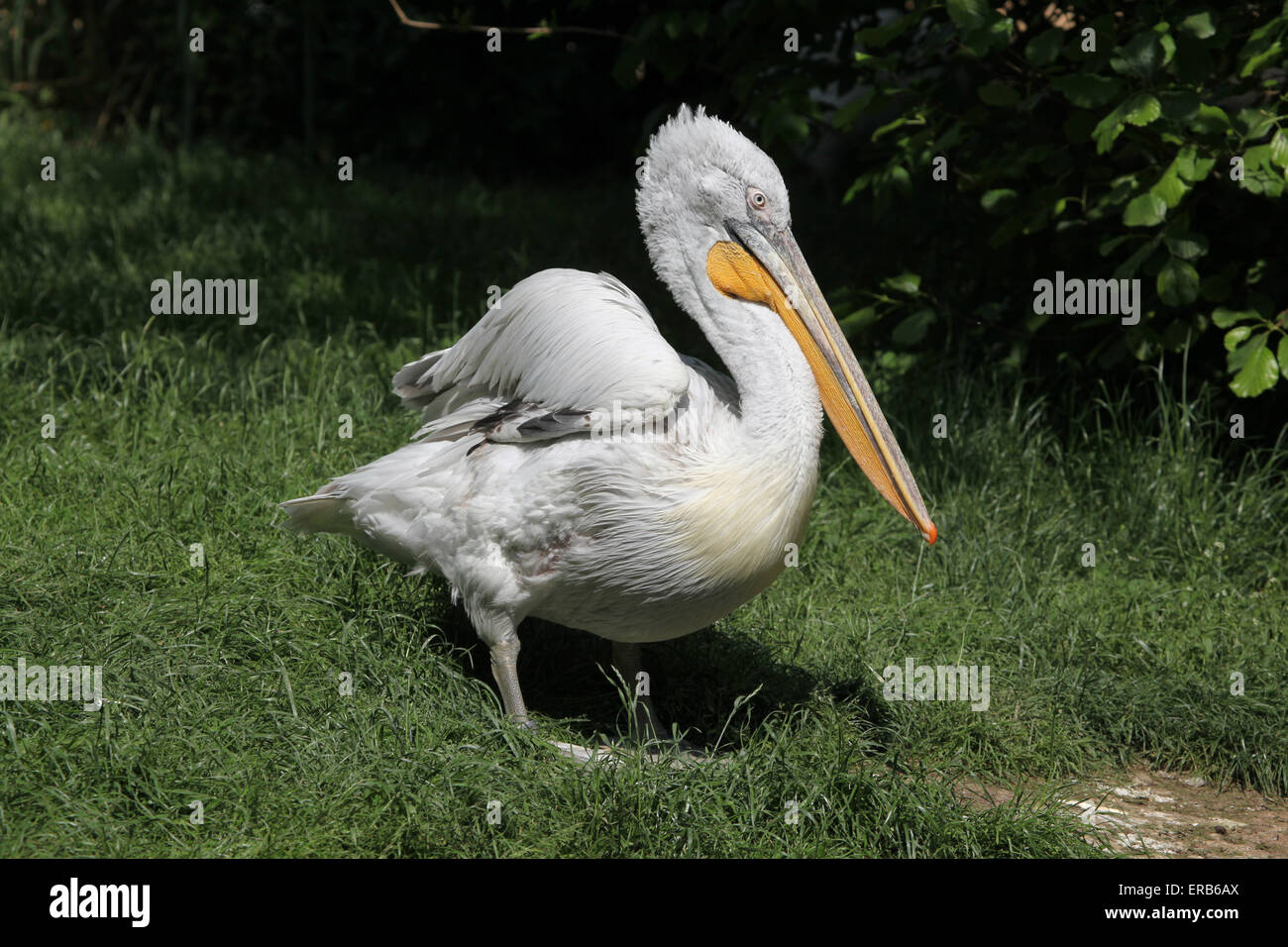 Dalmatian pelican (Pelecanus crispus) at Prague Zoo, Czech Republic. Stock Photo