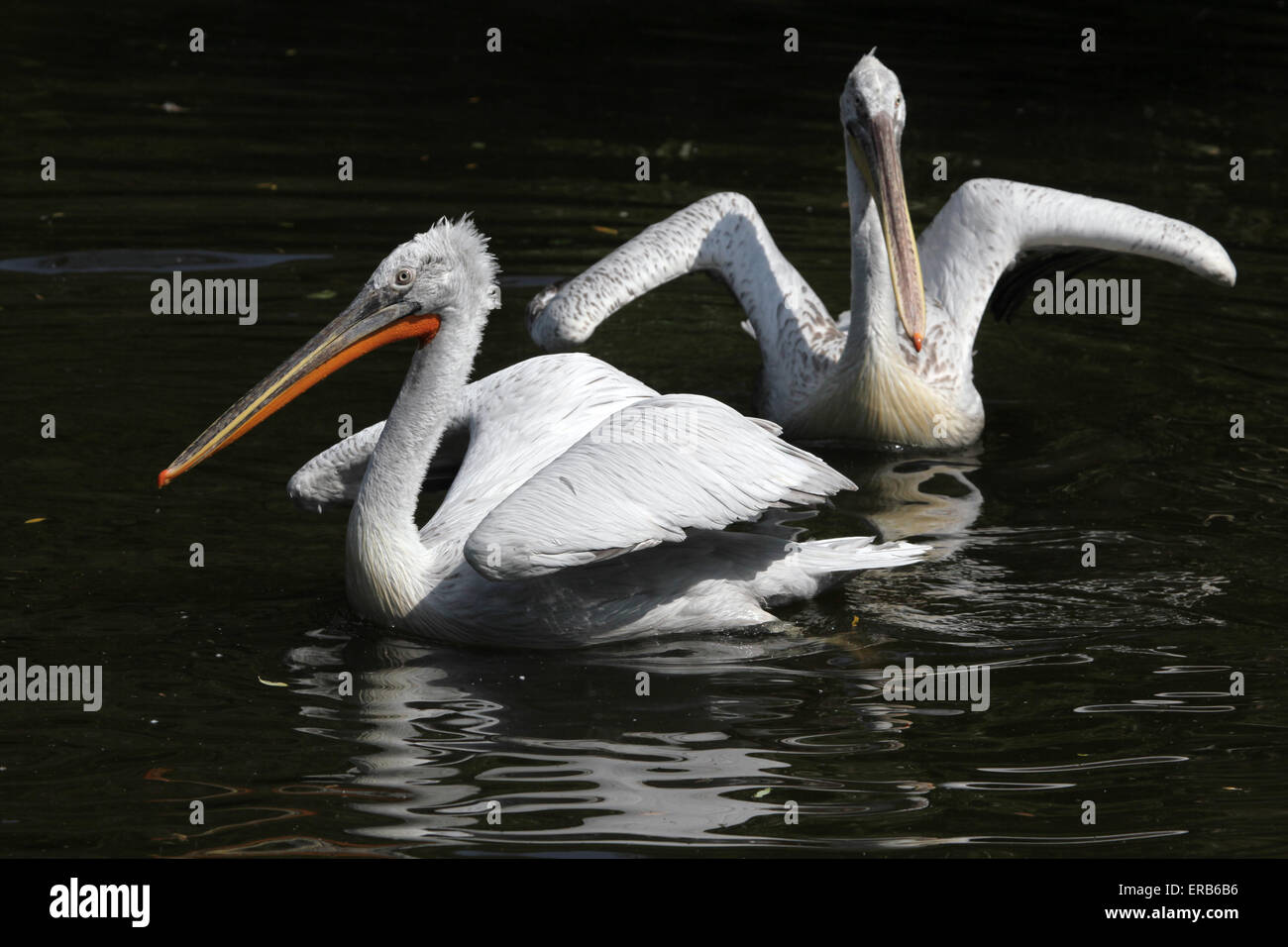 Dalmatian pelican (Pelecanus crispus) at Prague Zoo, Czech Republic. Stock Photo