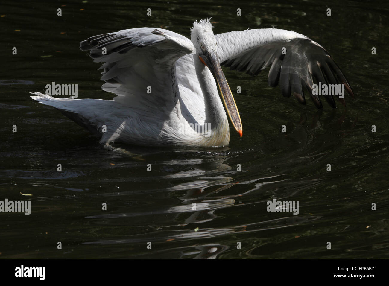 Dalmatian pelican (Pelecanus crispus) at Prague Zoo, Czech Republic. Stock Photo