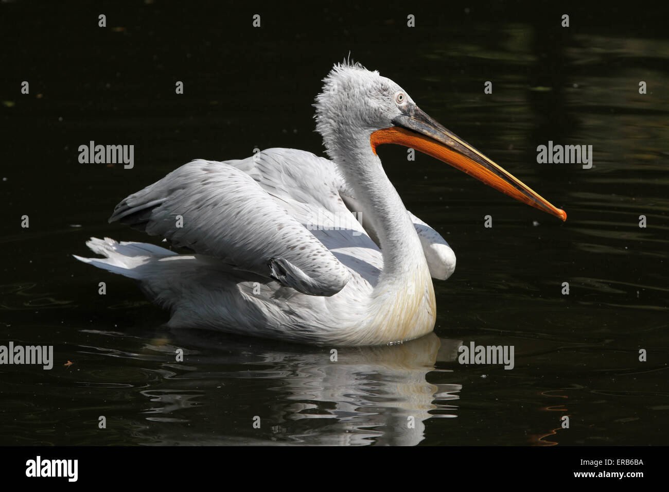 Dalmatian pelican (Pelecanus crispus) at Prague Zoo, Czech Republic. Stock Photo