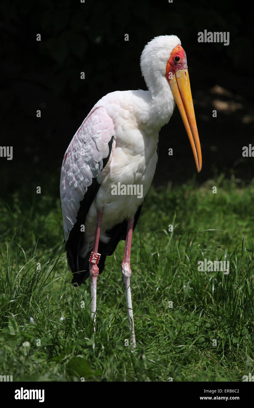 Yellow-billed stork (Mycteria ibis) at Prague Zoo, Czech Republic. Stock Photo